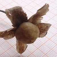 Corda-de-viola