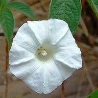 Corda-de-viola