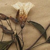 Corda de viola