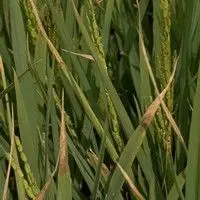 Queima foliar