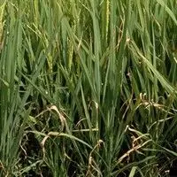 Queima foliar