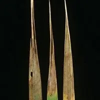 Queima foliar