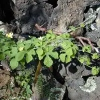 Melão de são caetano