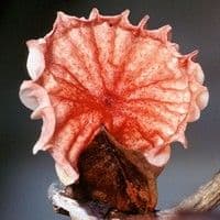 Vassoura de Bruxa