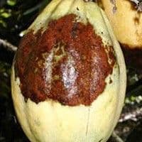 Vassoura de Bruxa