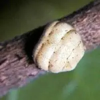 Cochonilha da figueira