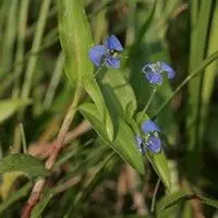 Trapoeraba
