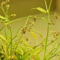 Trapoeraba