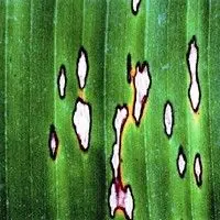 Mal da sigatoka