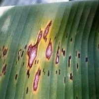 Mal da sigatoka