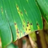 Mal da sigatoka