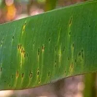 Mal da sigatoka