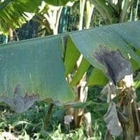 Mal de sigatoka