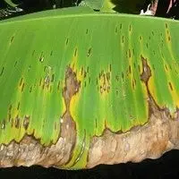 Mal da sigatoka