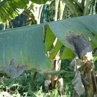 Mal da sigatoka