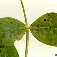 Mancha de ascochyta
