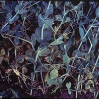Mancha de ascochyta