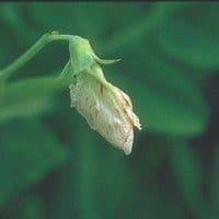 Mancha de ascochyta