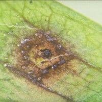 Mancha de ascochyta