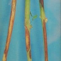 Mancha de ascochyta