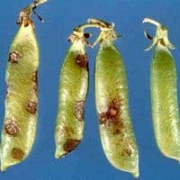 Mancha de ascochyta
