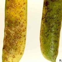 Mancha de ascochyta
