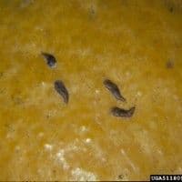 Cochonilha escama vírgula