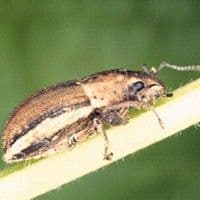 Naupactus