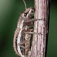 Naupactus