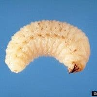 Naupactus