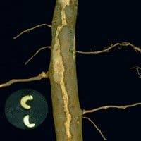 Naupactus