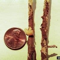 Naupactus