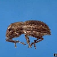 Naupactus