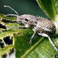 Naupactus