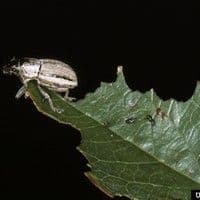 Naupactus