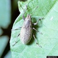 Naupactus