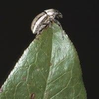 Naupactus