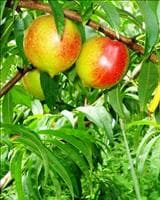 Nectarina