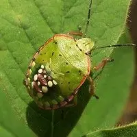 Percevejo verde
