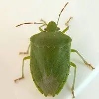 Percevejo verde