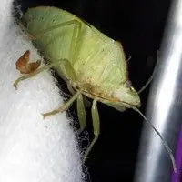 Percevejo verde
