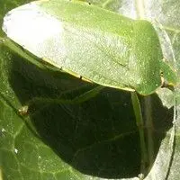 Percevejo verde