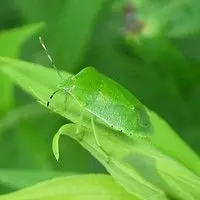 Percevejo verde
