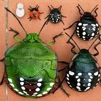 Percevejo verde