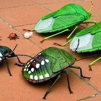 Percevejo verde
