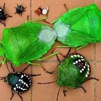 Percevejo verde