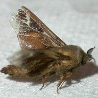 Bicho cigarreiro