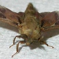 Bicho cigarreiro