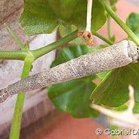 Bicho cigarreiro