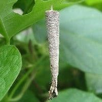 Bicho cigarreiro